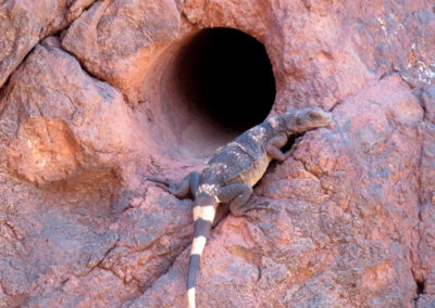 Nevada lizard near hole