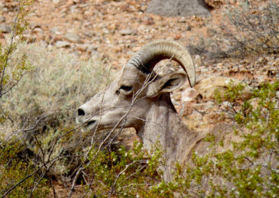 Ram in the Arizona desert bushes