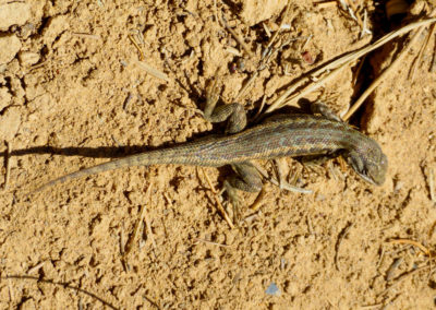 Sonora Desert Lizard