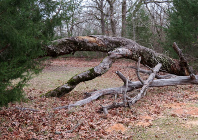 fallen trees east Texas