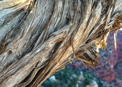 close up twisted bark Grand Canyon south