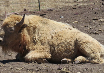 Lazy White Buffalo