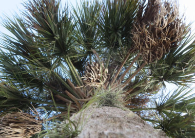 looking up at a Florida, moss-covered palm tree
