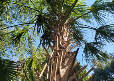 Florida Sabal Palm Tree