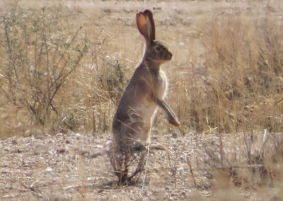 Standing Arizona Jack Rabbit