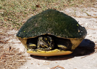 Hiding Florida Turtle
