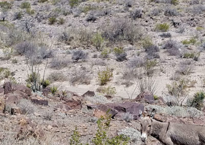 Wild Burro in Arizona Sonora Desert