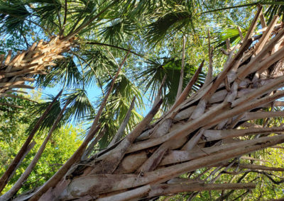 Sabal Palm Tree