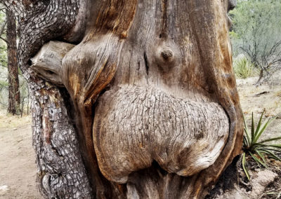 Arizona tree looks pregnant