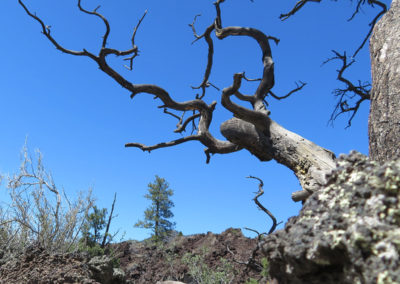 dead, twisted Arizona tree