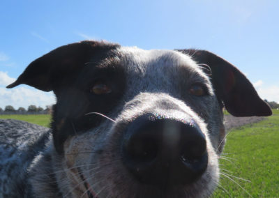 A Blue Heeler, Australian Cattle Dog, closeup