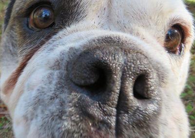 English Bulldog closeup