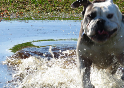 English Bulldog running through puddle
