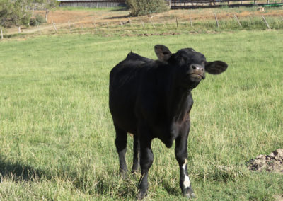 Large, black calf