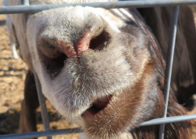 Goat Nose closeup