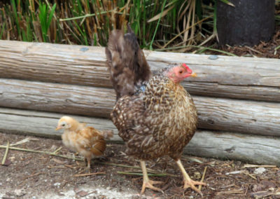 Common chicken hen and chick