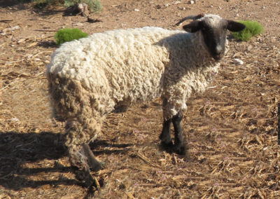 Ungroomed Hampshire Sheep
