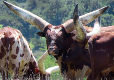 Texas Longhorn stares from the herd