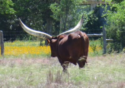 Texas Longhorn walking away