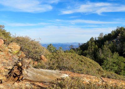 Arizona mountain dead tree green pines and blue sky