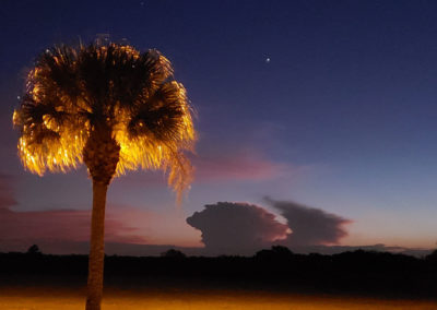 Florida sunset behind a glowing palm tree