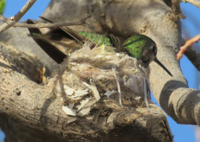 green hummingbird in tree nest