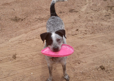 puppy black and white blue heeler with pink toy