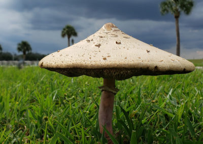 umbrella mushroom close up in grass with palm trees and stormy sky
