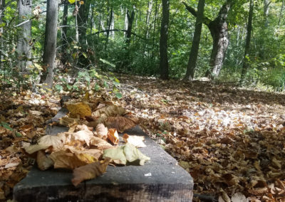 dark wooden bench in minnesota forest with fallen leaves