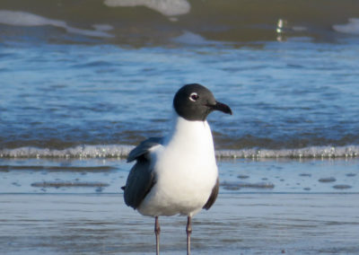 black-headed seagul at the galvenston shore