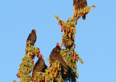 turkey vultures in colorado treetop