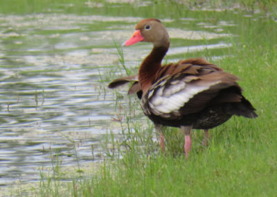 brown white duck with orange beak in grass near pond