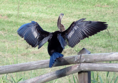 black florida bird sunning wings on fence