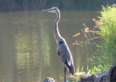 great blue heron in florida pond
