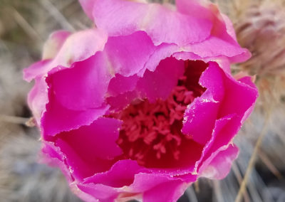 hot pink cactus flower closeup