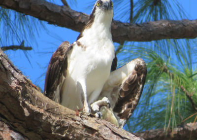 osprey in tree with fish in claw