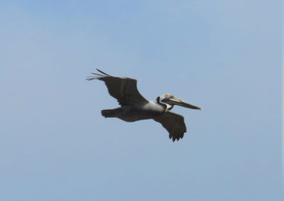 pelican flying blue sky