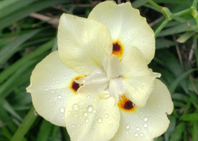cream-colored flower with dew drops