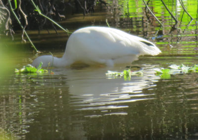 white ibis with head in florida pond
