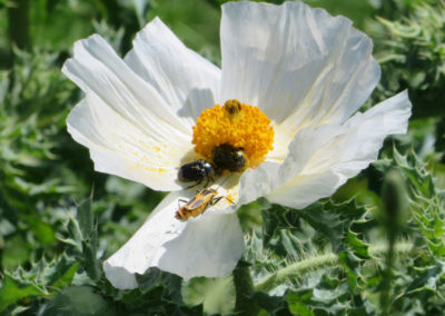 white flower with yellow pistil covered in beetles and a grasshopper