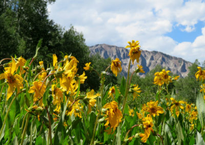 wilting, tall, yellow wild flowers with mountain in distance colorado