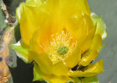 yellow cactus flower utopia texas
