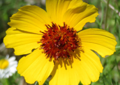 yellow texas wildflower