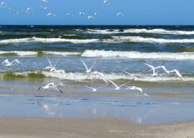 flying seagulls over wavy gulf of mexico