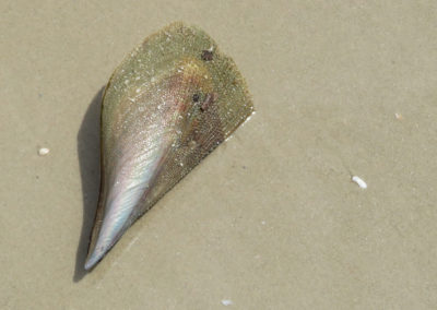 pen shell lays in the sand