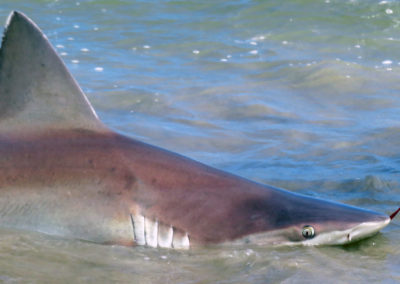 sandbar shark corpus christi texas